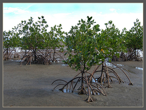 Mangue de Viti Levu, em Fiji 