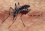 Aedes aegypti - (Foto: Genilton Vieira/IOC/Fiocruz)