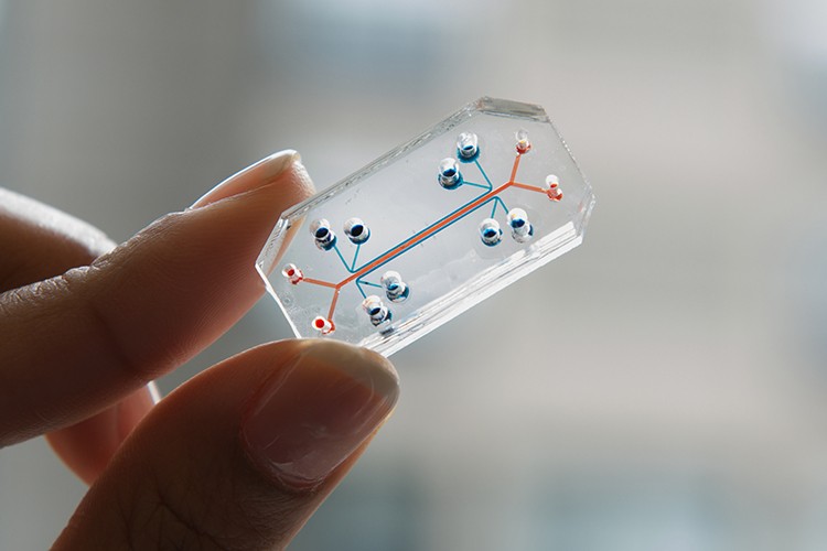 Dispositivos contêm células e tecidos humanos vivos (Foto: Divulgação/Harvard's Wyss Institute)