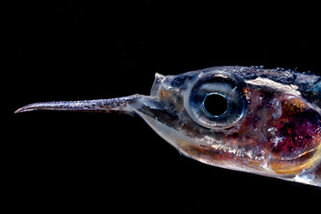 Mesopelagic fish 460