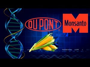 Dupont Monsanto corn