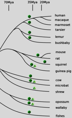 Nineteen species... had RNA viral sequences embedded in their DNA.