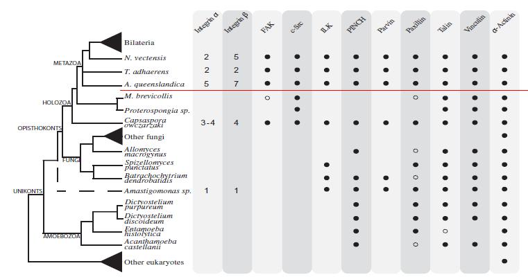 Integrin genes where they don't belong