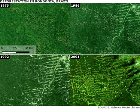 comparative photos