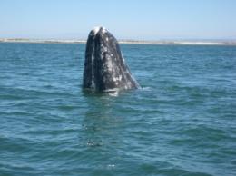 Grey  whale