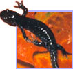 black salamander