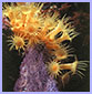 sea anemone