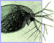 Daphnia water flea