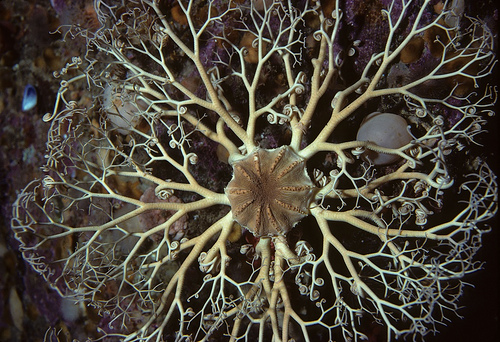 Basket star