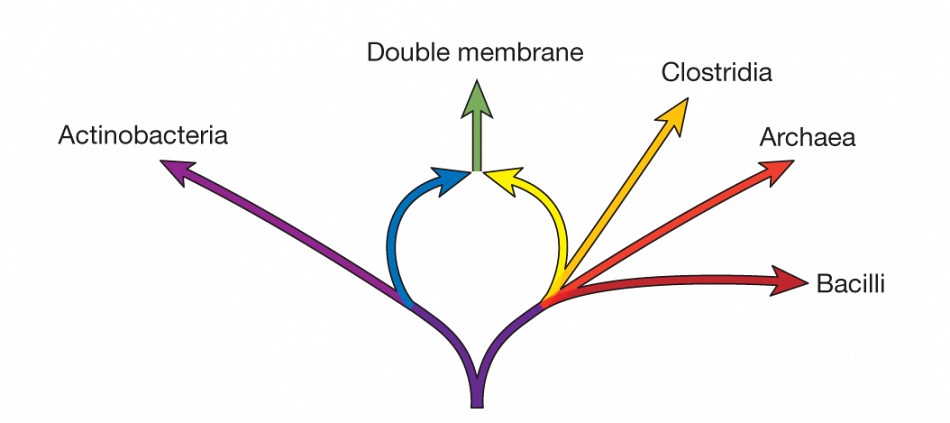 A schematic diagram illustrating the prokaryotic ring of life. The actinobacterial genome donor, at the left (blue), and the clostridial genome donor, at the right (yellow), transfer their genomes to form the doublemembrane prokaryotes at the top of the ring (green). The protein family data identify the Actinobacteria and the Clostridia as donors, and the doublemembrane prokaryotes as the fusion organism.