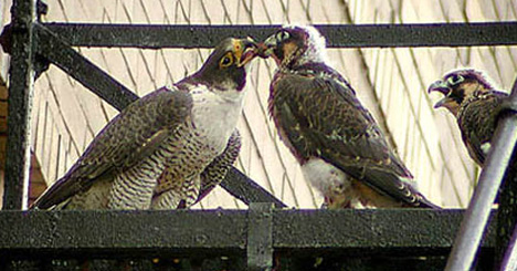 Urban Falcons