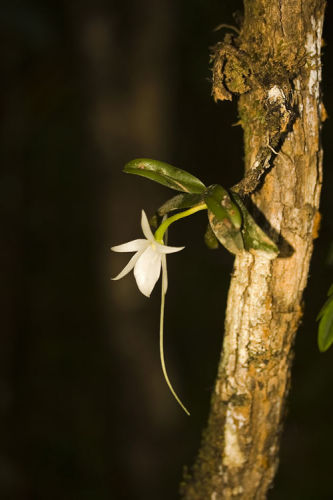 Darwin's Predicta Orchid (Angraecum eburneum)