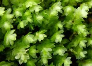 Ahrophyllum magellanicum Moss